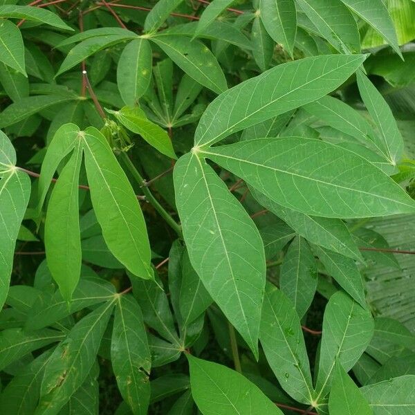 Manihot esculenta Leaf