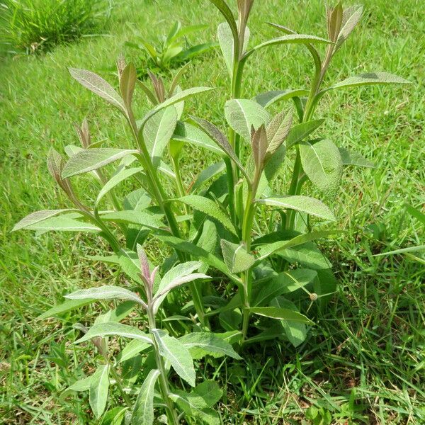 Blumea balsamifera Агульны выгляд