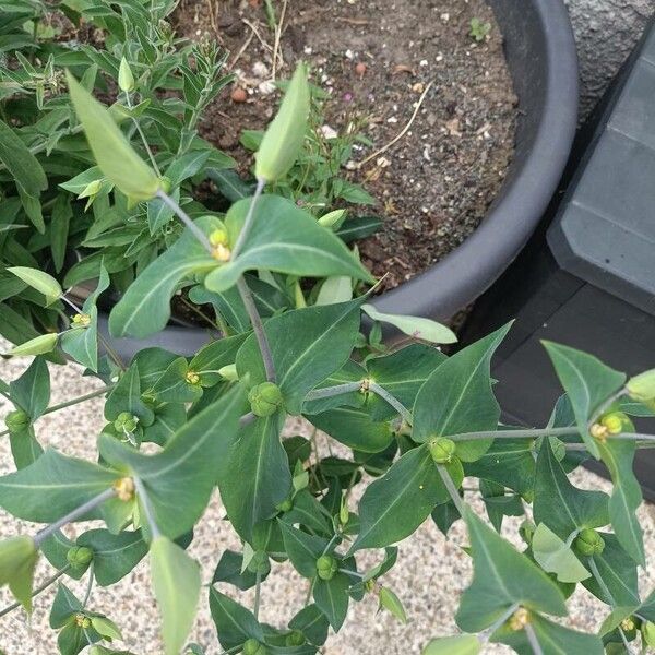 Euphorbia lathyris Blatt