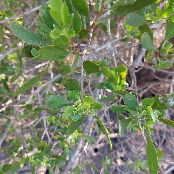 Lumnitzera racemosa Fleur