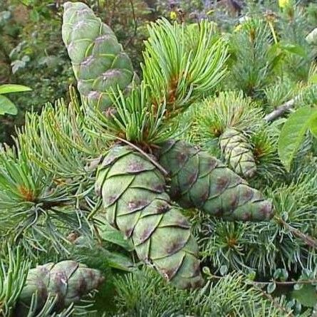 Pinus strobus Plod