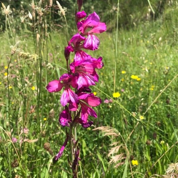 Gladiolus imbricatus പുഷ്പം