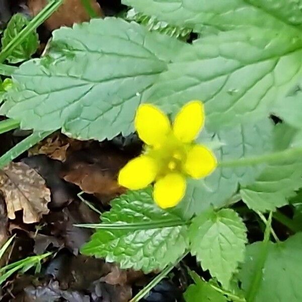 Geum urbanum Blomst