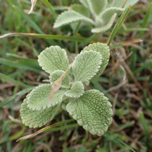 Stachys cretica 葉