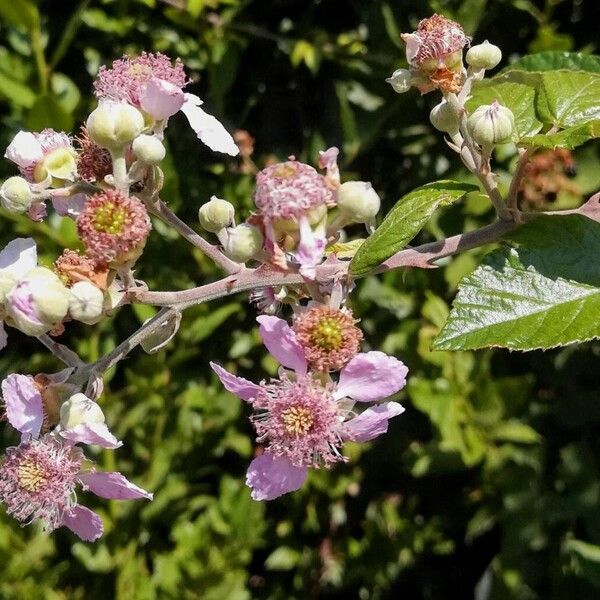 Rubus ulmifolius Flower