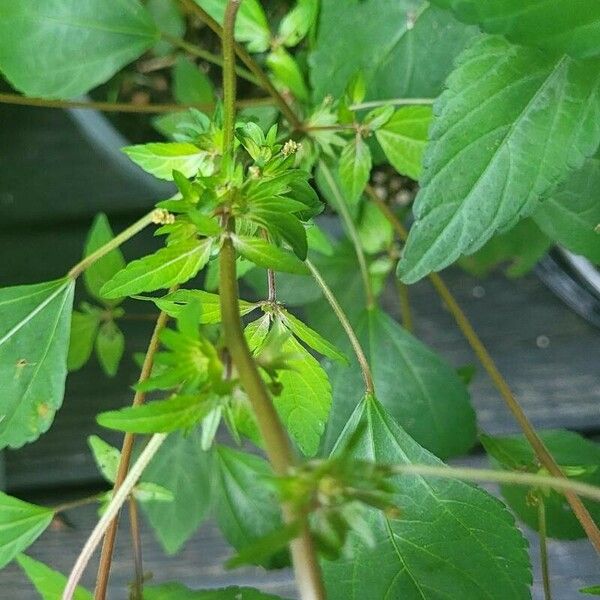 Acalypha virginica Kvet