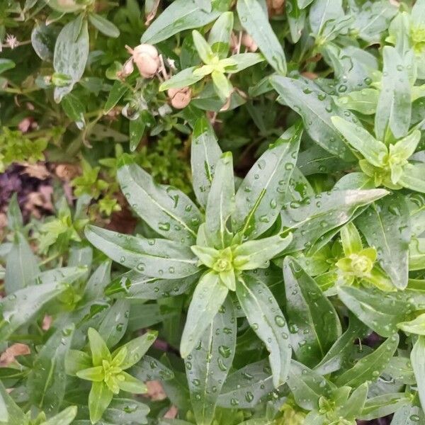 Antirrhinum australe Foglia