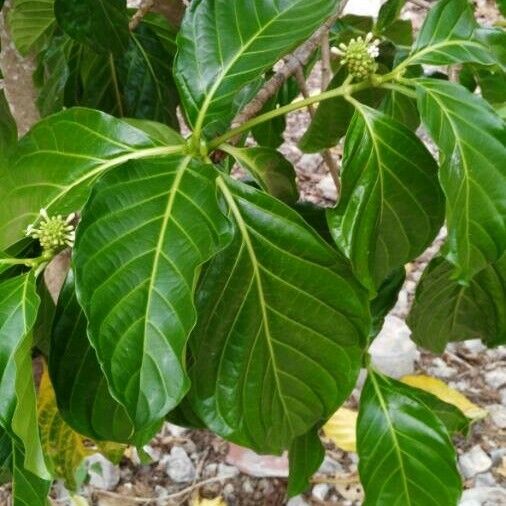 Morinda citrifolia Ліст