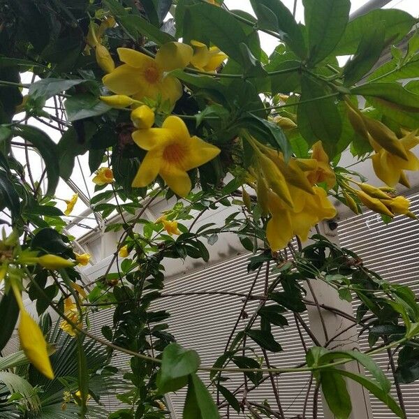 Allamanda cathartica Blomst