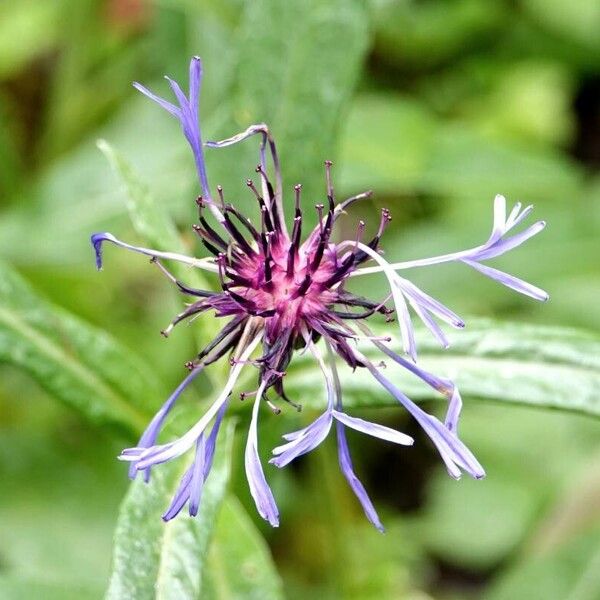 Centaurea montana Outro