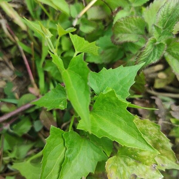 Mikania micrantha Foglia