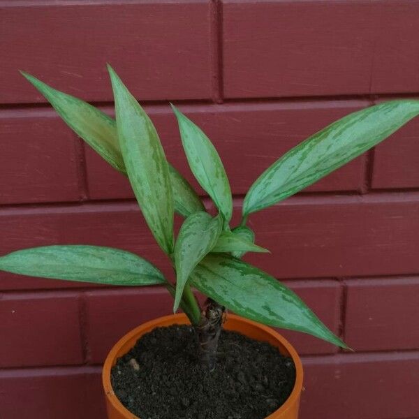 Aglaonema nitidum Leaf