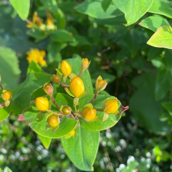 Hypericum × inodorum برگ