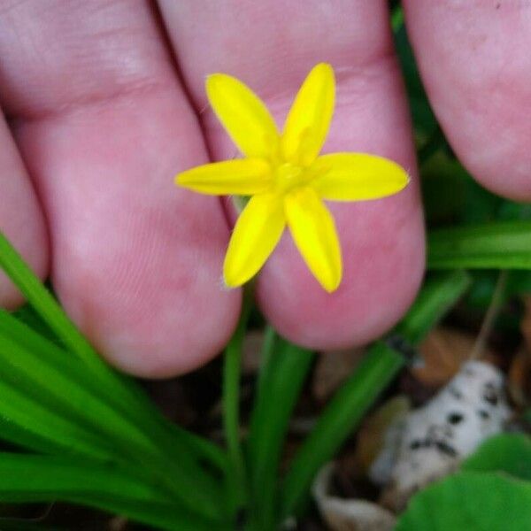 Hypoxis decumbens Flor