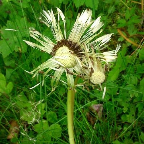 Taraxacum sect. Taraxacum Плод