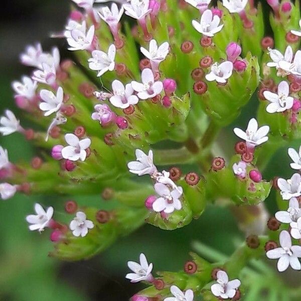 Valeriana calcitrapae Blüte