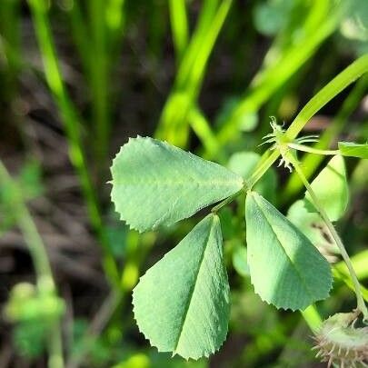 Medicago polymorpha Leaf