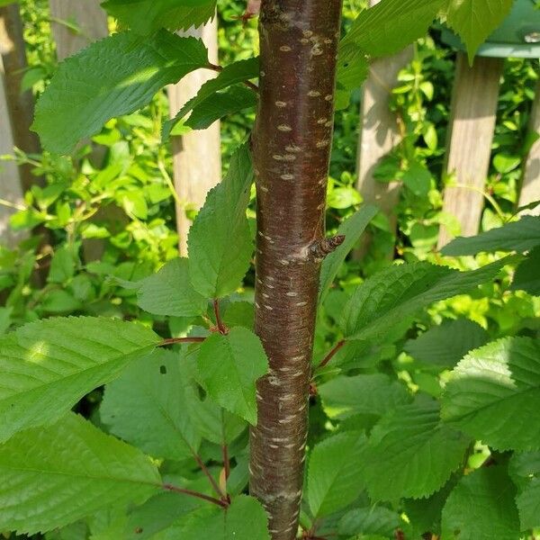 Prunus avium Bark
