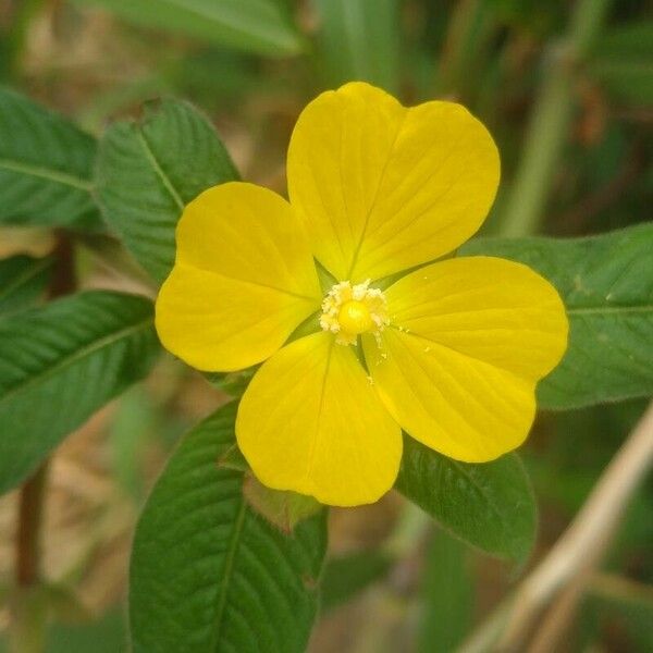 Ludwigia octovalvis Blüte