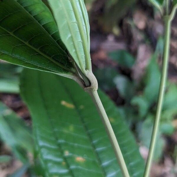 Miconia prasina Bark