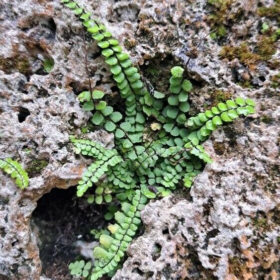 Asplenium trichomanes برگ