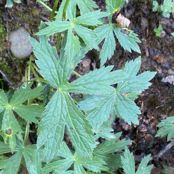 Astrantia major Lapas