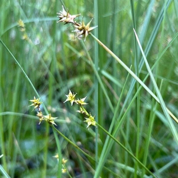 Carex echinata Flower