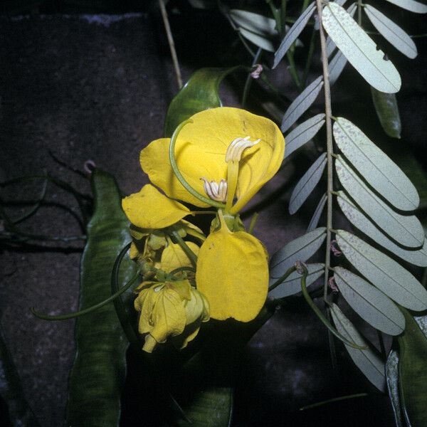 Senna multijuga 花