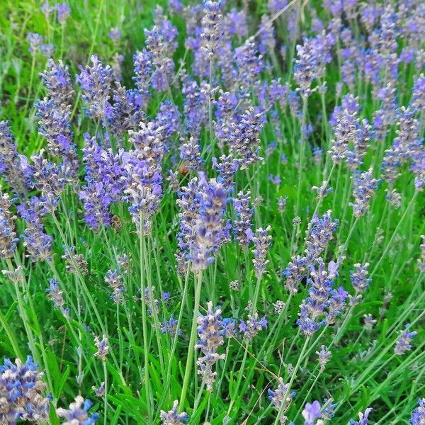 Lavandula angustifolia Virág