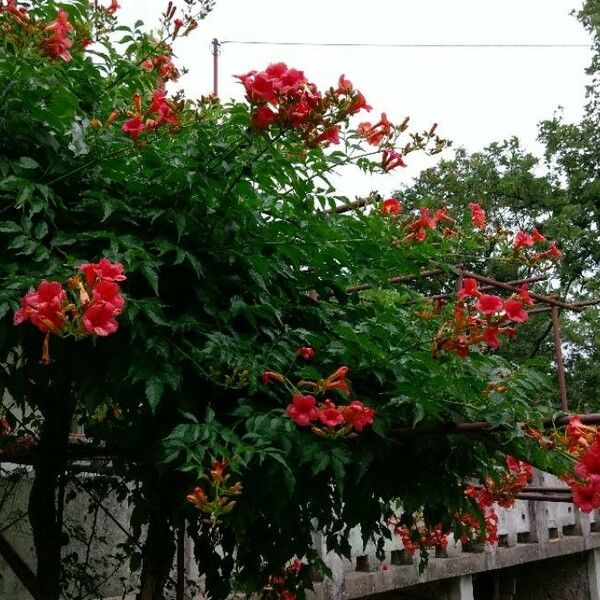 Campsis grandiflora Habitus