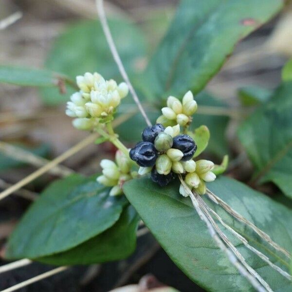 Persicaria chinensis Fruit