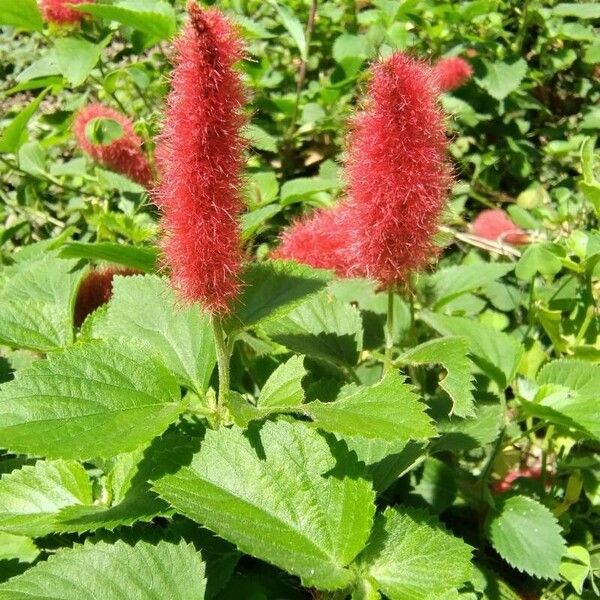 Acalypha hispida Květ