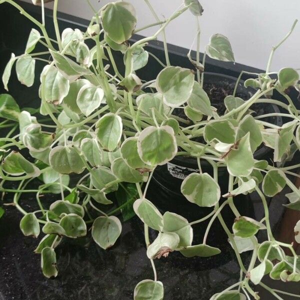 Peperomia serpens Blad