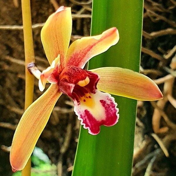 Cymbidium finlaysonianum Flor