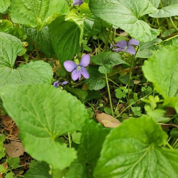 Viola sororia Hábitos