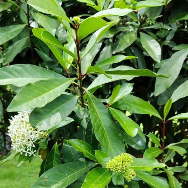 Ixora finlaysoniana Plante entière