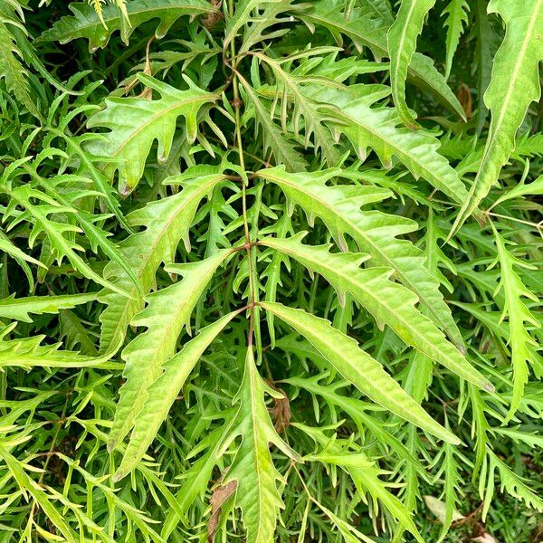 Polyscias fruticosa Leaf