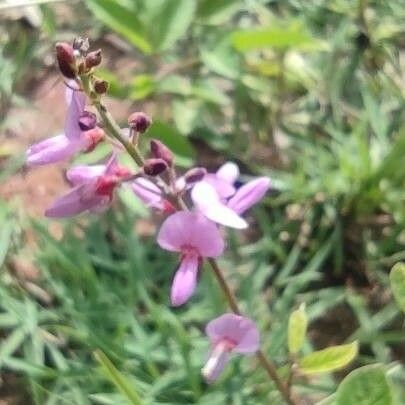 Desmodium incanum Flower