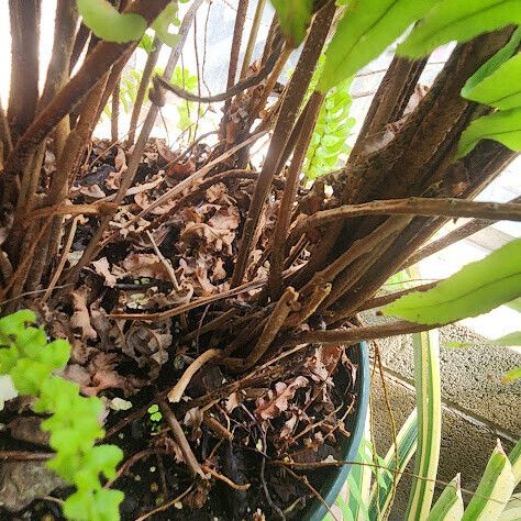 Nephrolepis biserrata Habit