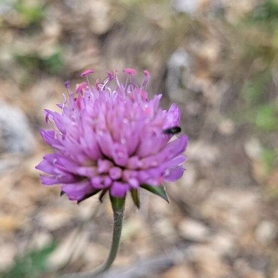 Knautia collina Blomma