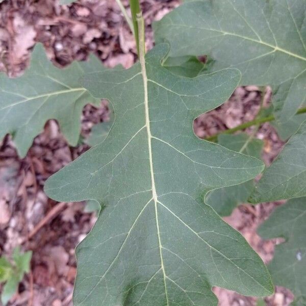 Solanum carolinense Leaf