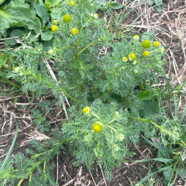 Matricaria discoidea Kvet