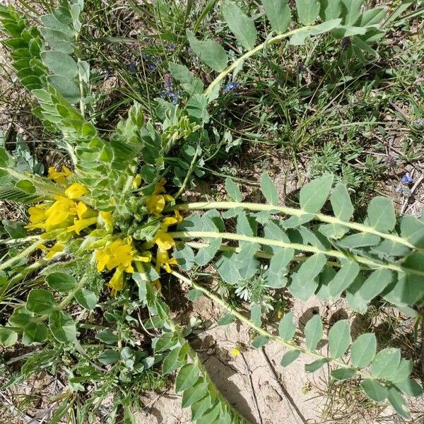 Astragalus exscapus 整株植物