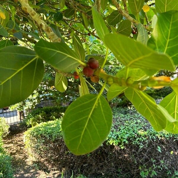 Ficus benghalensis Ліст