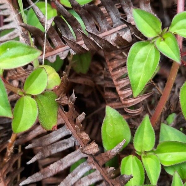 Dissotis rotundifolia Leaf