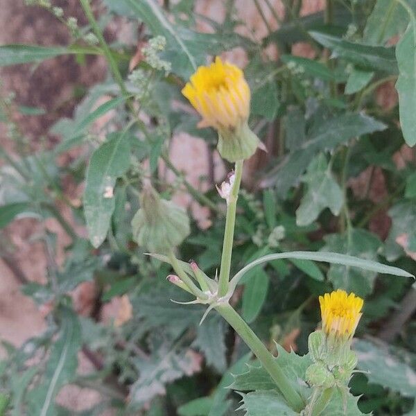 Sonchus oleraceus Λουλούδι