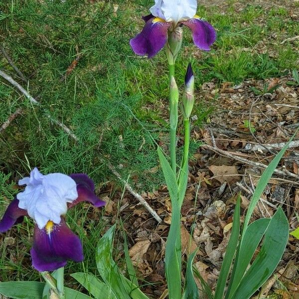 Iris × germanica Flower