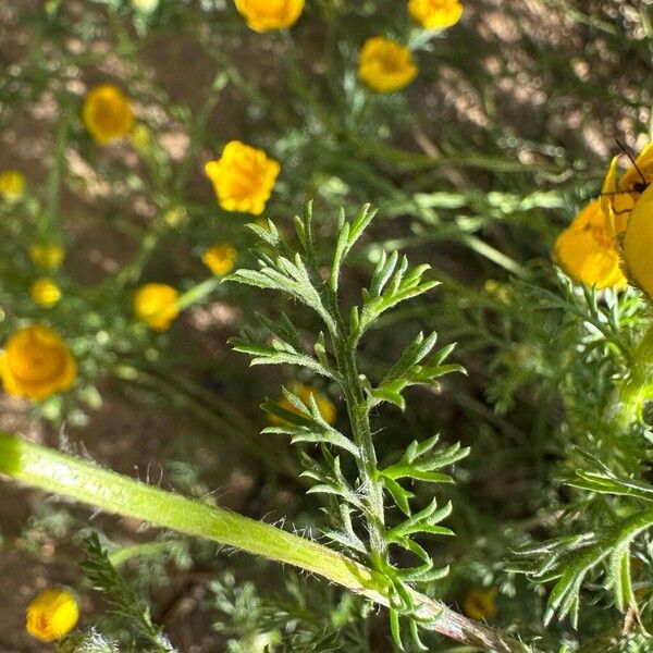 Anacyclus radiatus ഇല