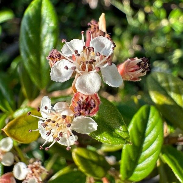 Cotoneaster dammeri Blomst