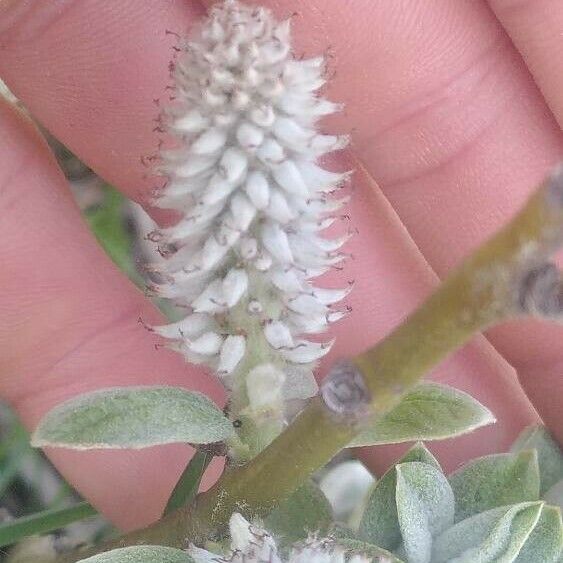 Salix helvetica Flor